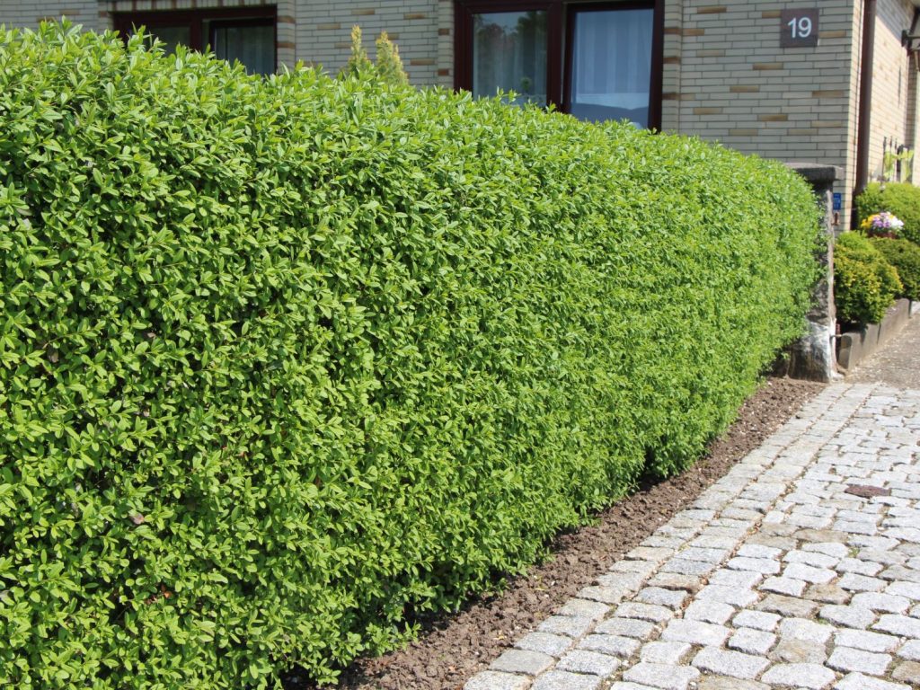 Liguster Hecke: Eine kostengünstige und umweltfreundliche Option für Ihren Garten